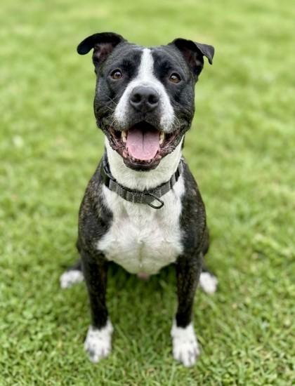 Bert, Adoptable, Adult Male Terrier & Mixed Breed.