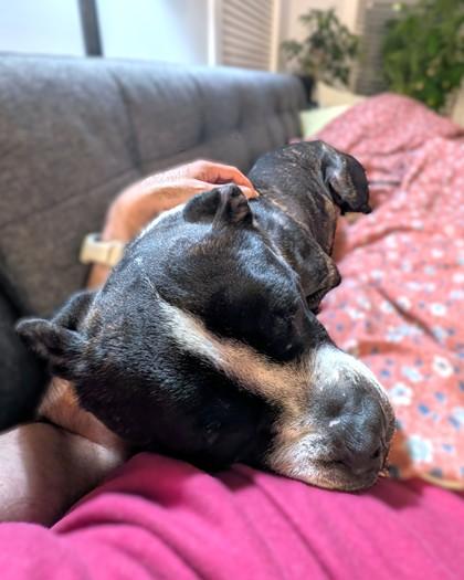 Enlarge Bert, a Adoptable mixed breed in Washington, DC image 1/3