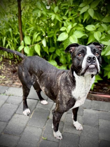 Bert, a Adoptable mixed breed in Washington, DC image 2/3