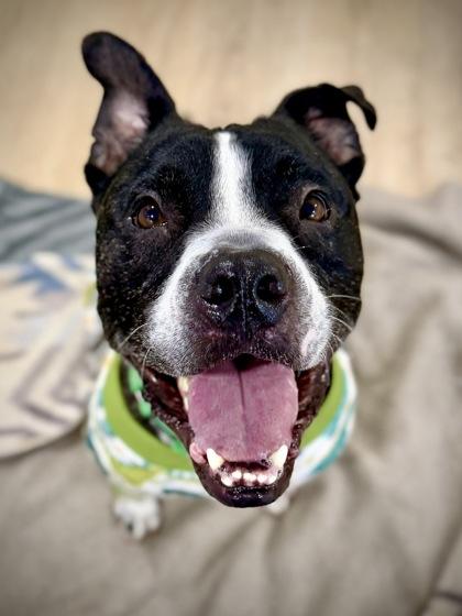 Bert, a Adoptable mixed breed in Washington, DC image 3/3