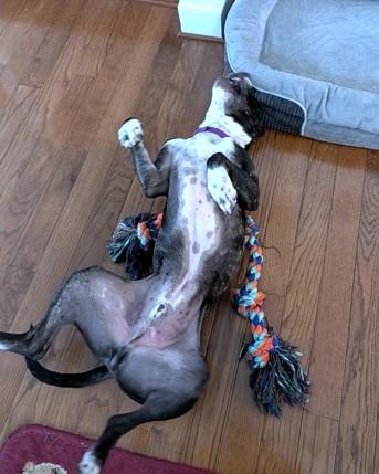 Enlarge Bert, a Adoptable mixed breed in Washington, DC image 3/3