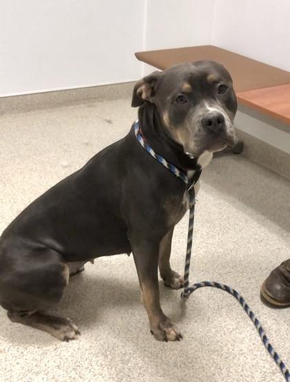 Seraphina — thumbnail 2