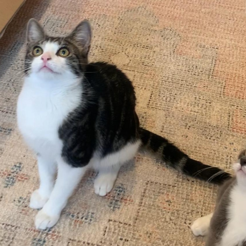 MAY - Cuddle Connoisseur