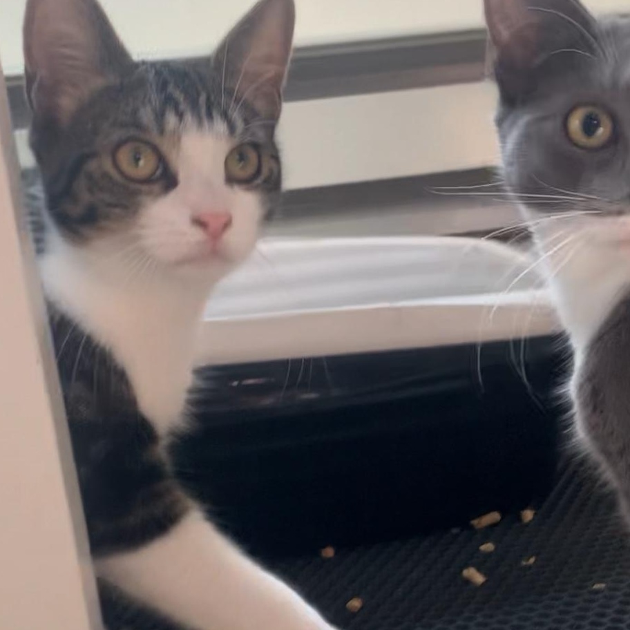 MAY - Cuddle Connoisseur