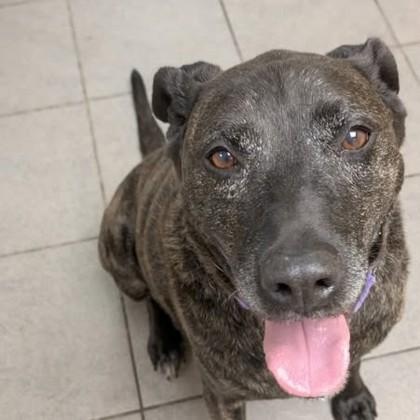 Thor, Adoptable, Adult Male Pit Bull Terrier.