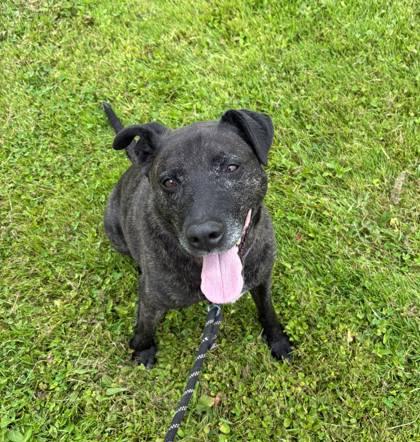 Thor, Adoptable, Adult Male Pit Bull Terrier.