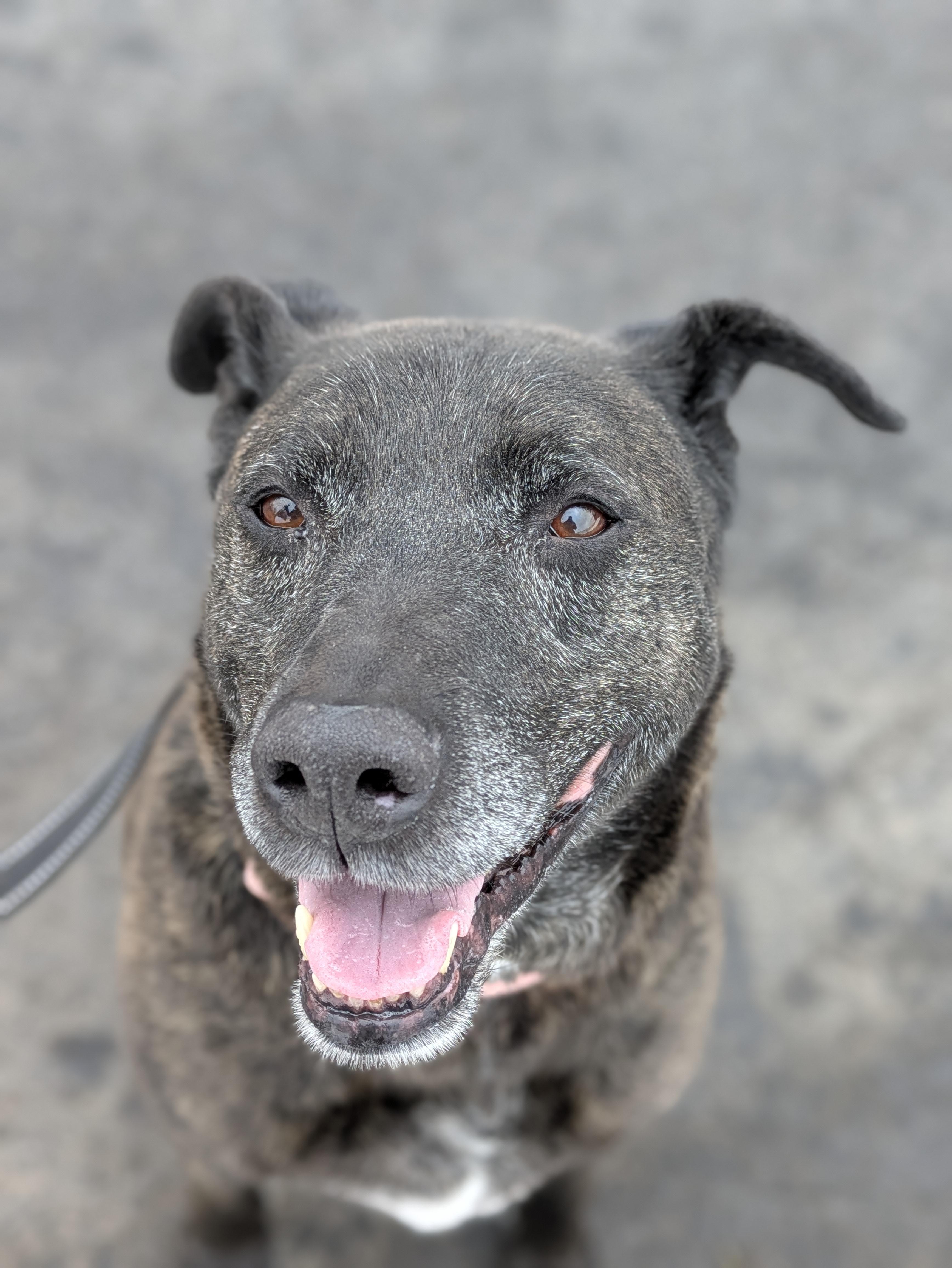 Thor, Adoptable, Adult Male Pit Bull Terrier.