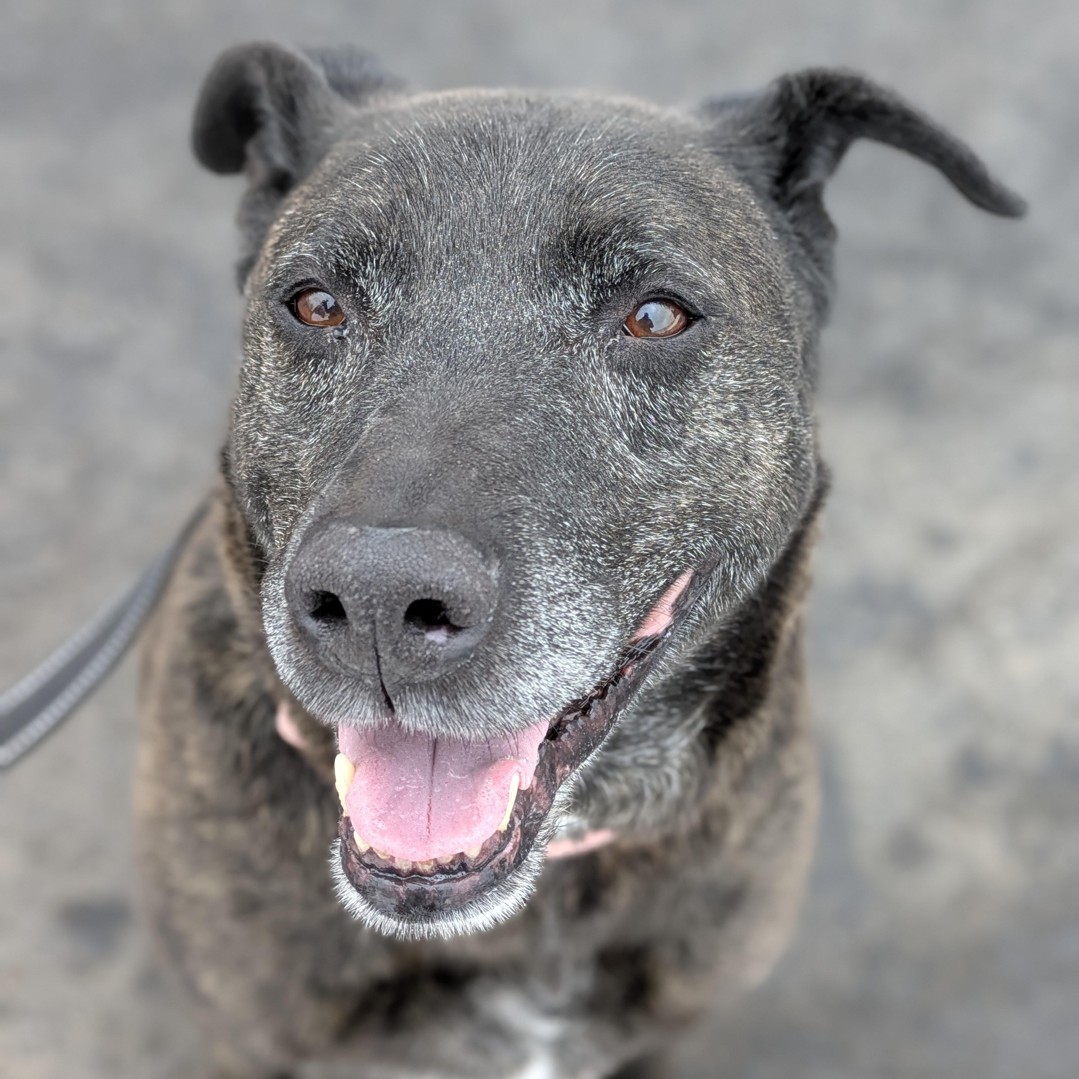 Thor, an adoptable mixed breed in Syracuse, NY image 1/3