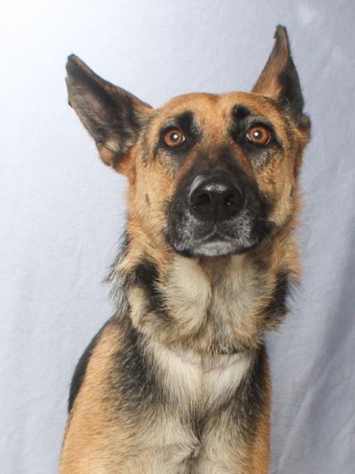 LUCKY, Adoptable, Adult Female German Shepherd Dog.