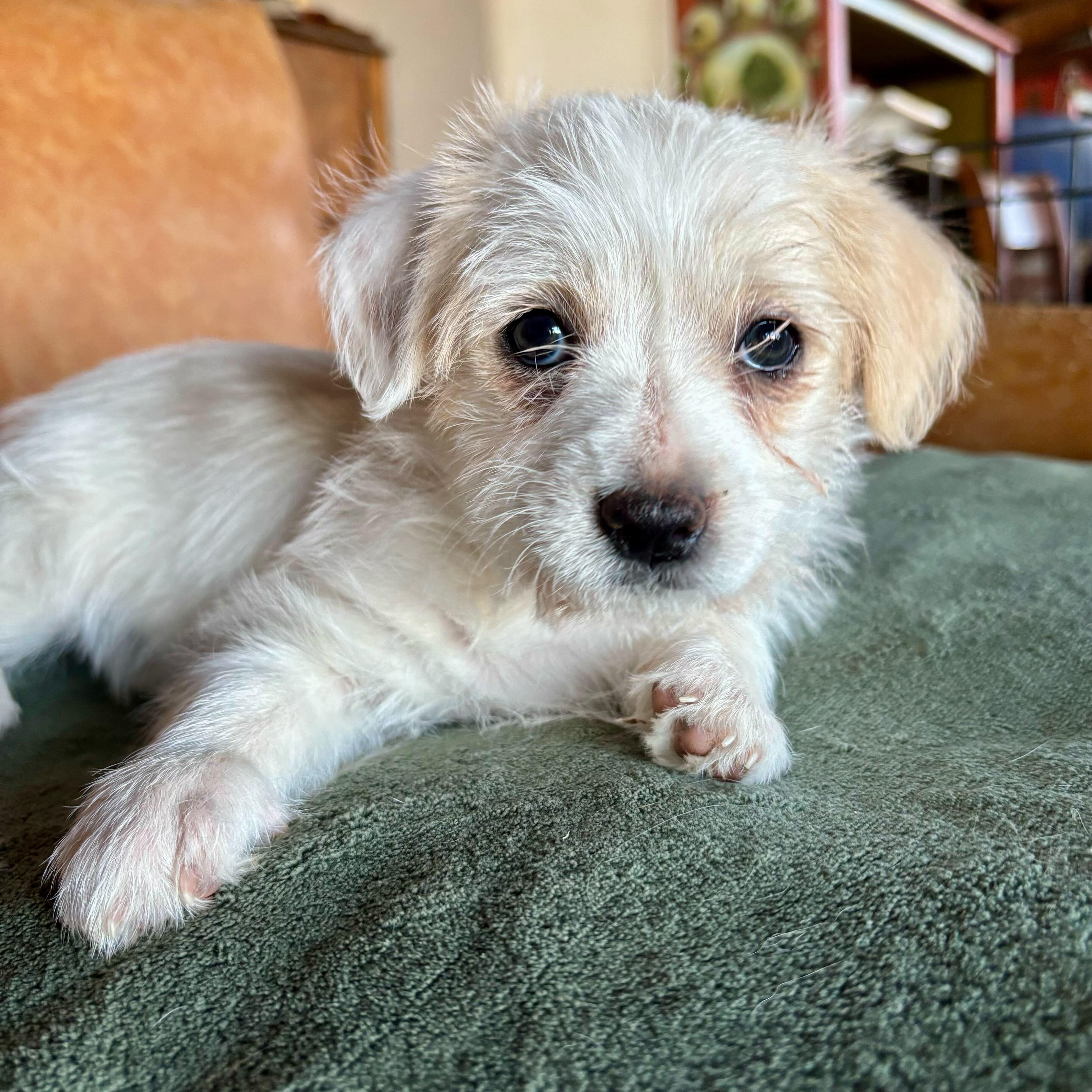 Steal, ADOPTABLE, Puppy Female Terrier.