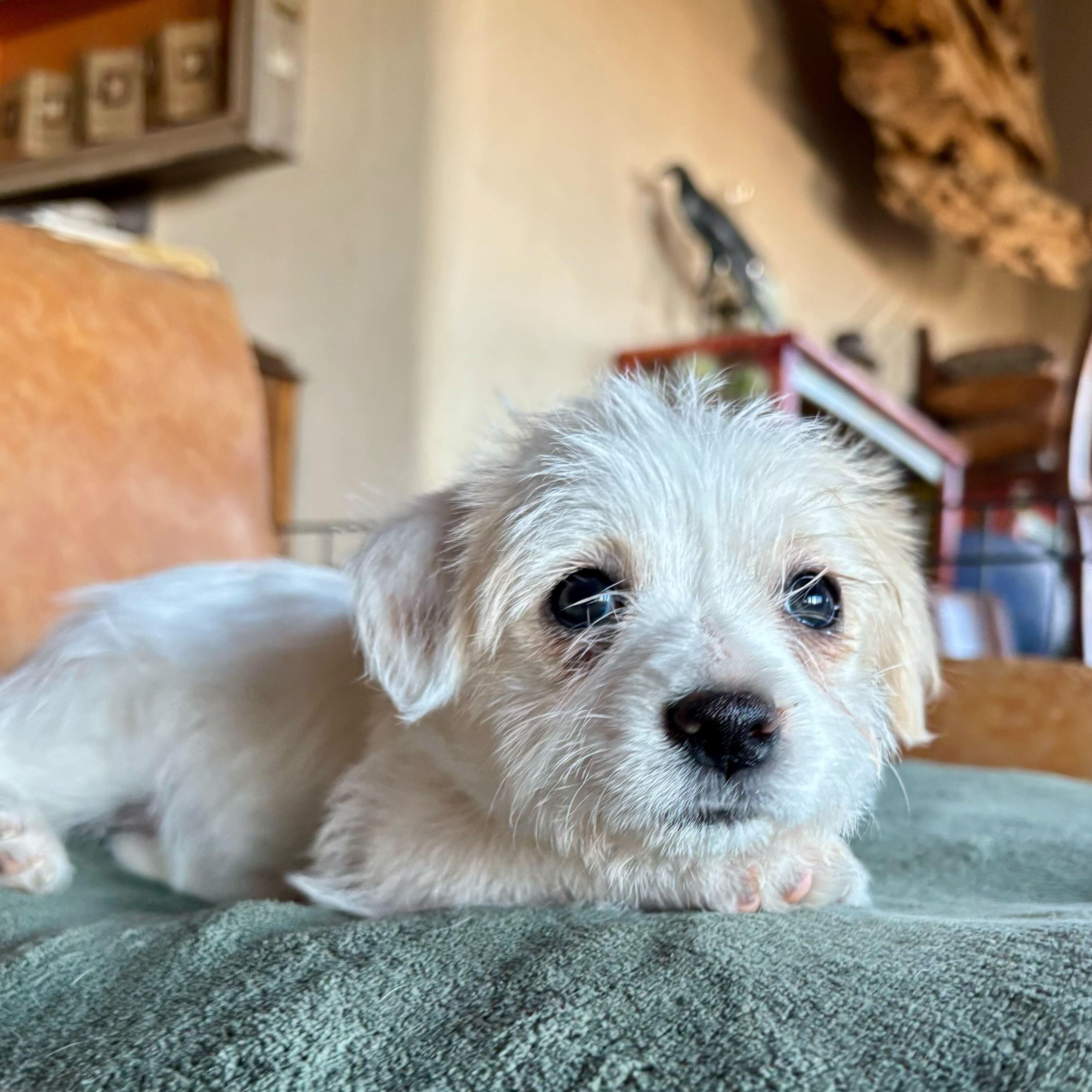 Enlarge Steal, a ADOPTABLE mixed breed in Marfa, TX image 3/3
