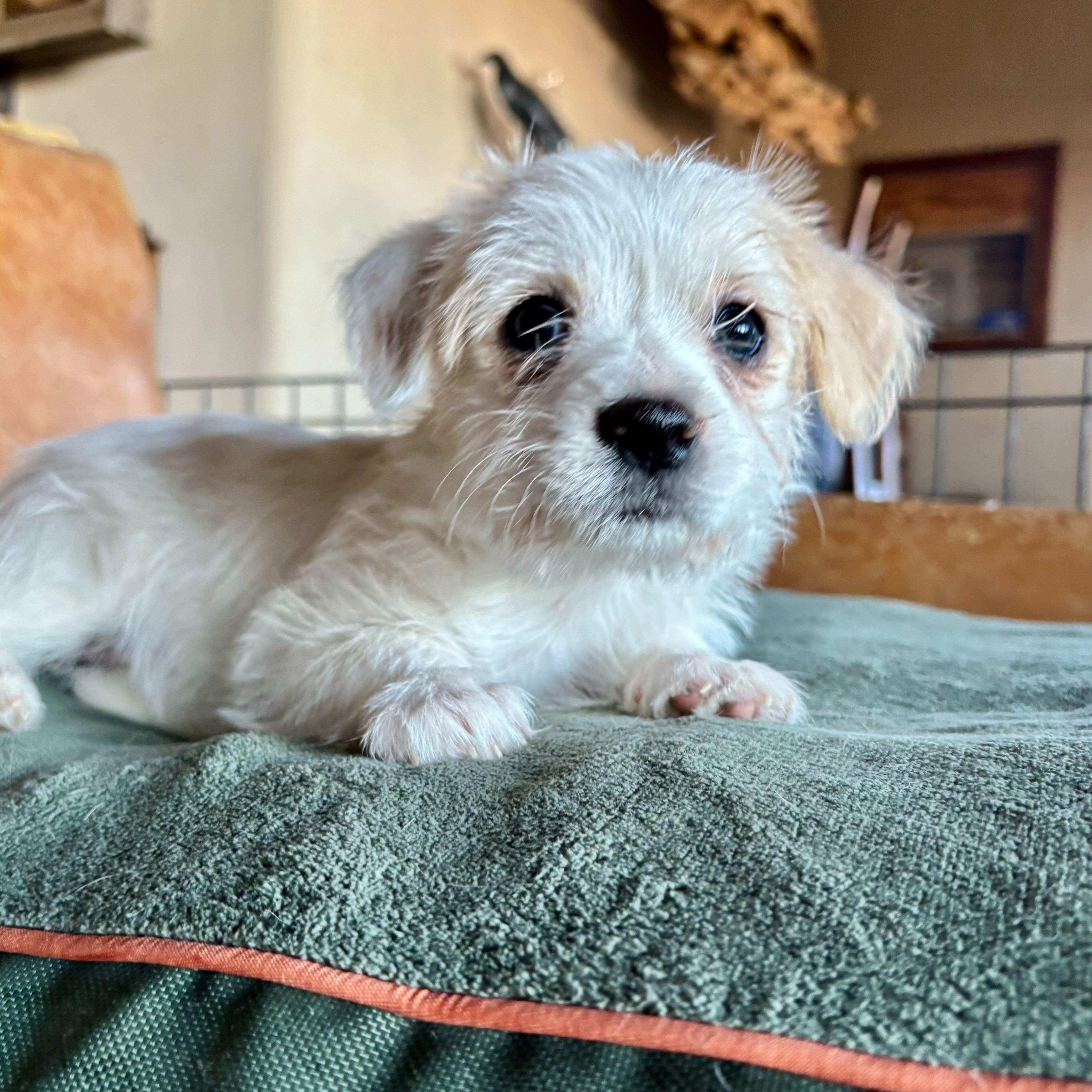Enlarge Steal, a ADOPTABLE mixed breed in Marfa, TX image 2/3
