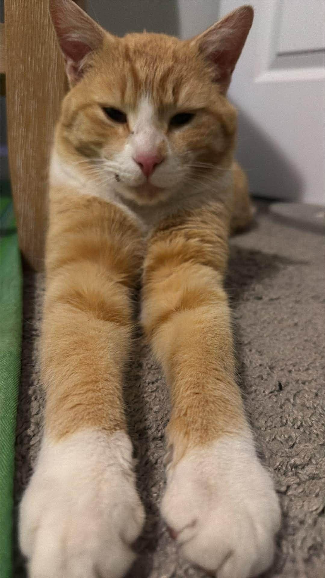 Goldie, Adoptable, Adult Male Tabby.