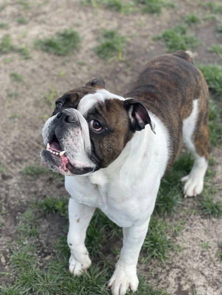Enlarge JAKOB, an adopted Bulldog in North Kansas City, MO image 1/1