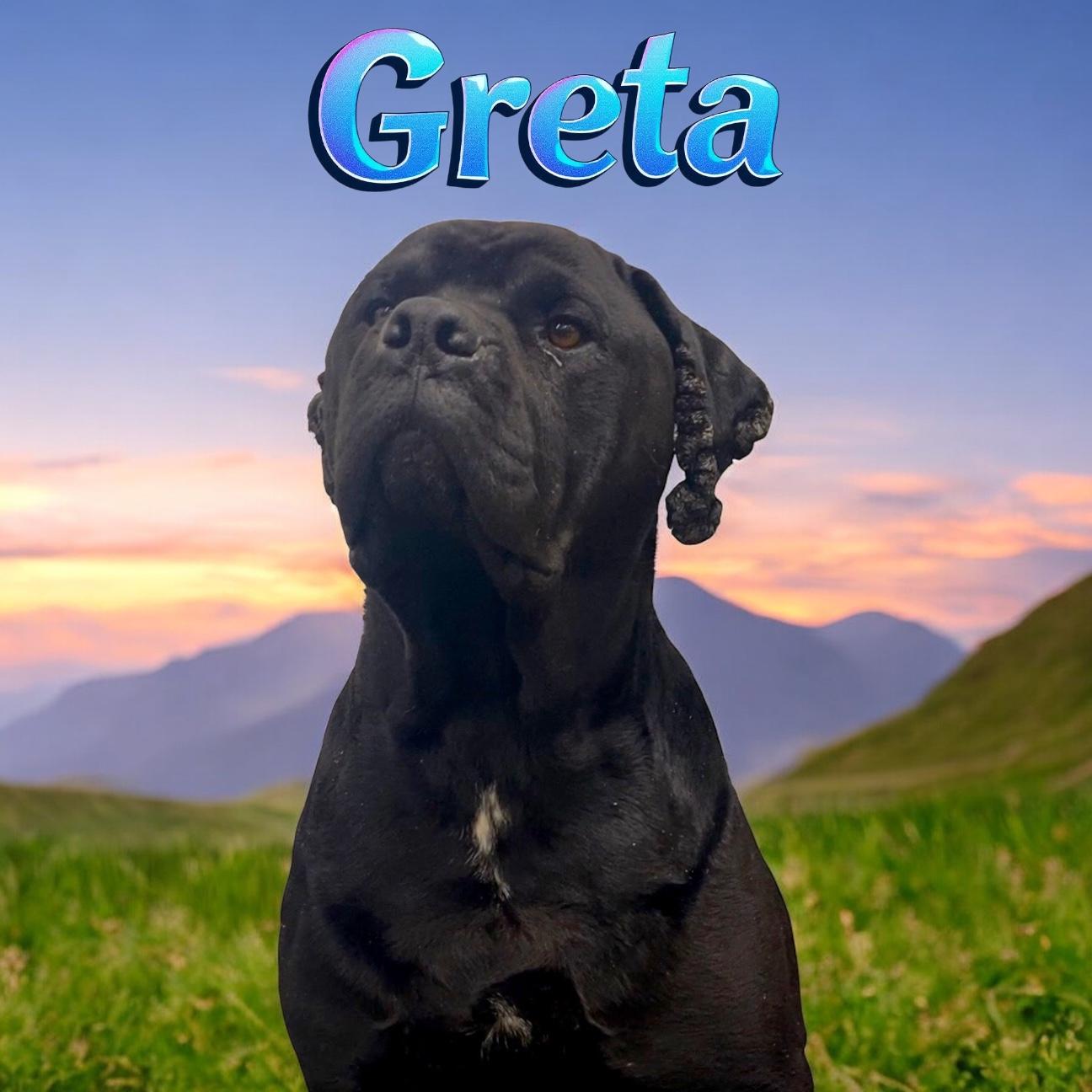 Greta, Senior Female Mastiff