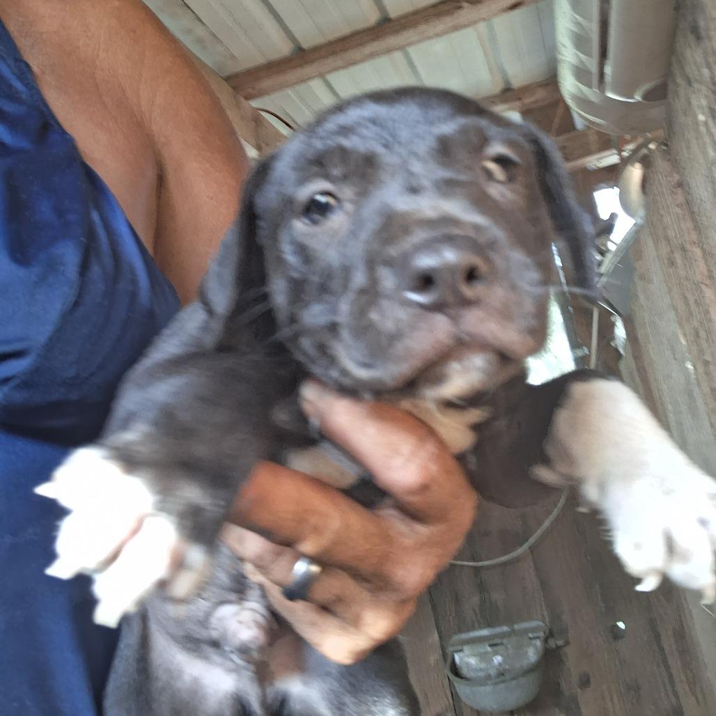 Enlarge Greg, a Adoptable mixed breed in Morriston, FL image 1/2