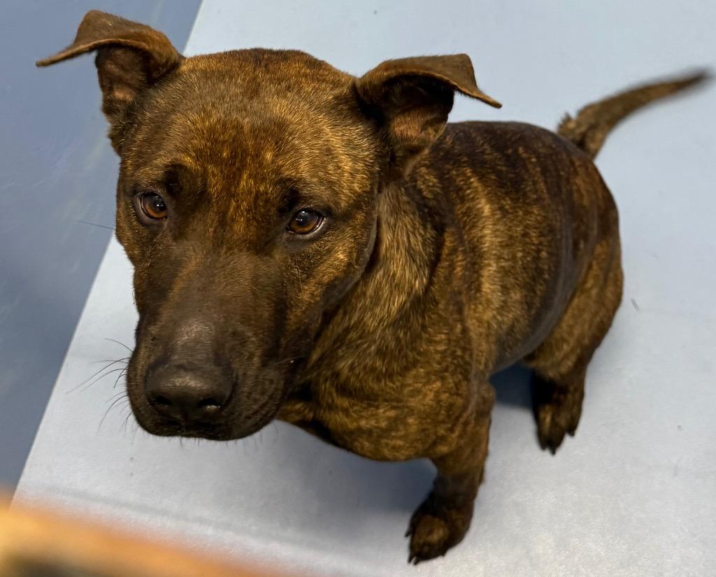 Robin, Adoptable, Young Female Pit Bull Terrier & Mixed Breed.