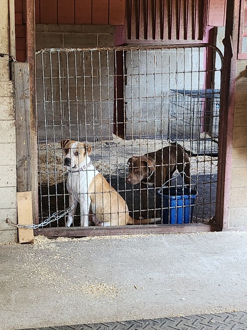 Cuddles, a Adoptable mixed breed in St. George, SC image 3/4