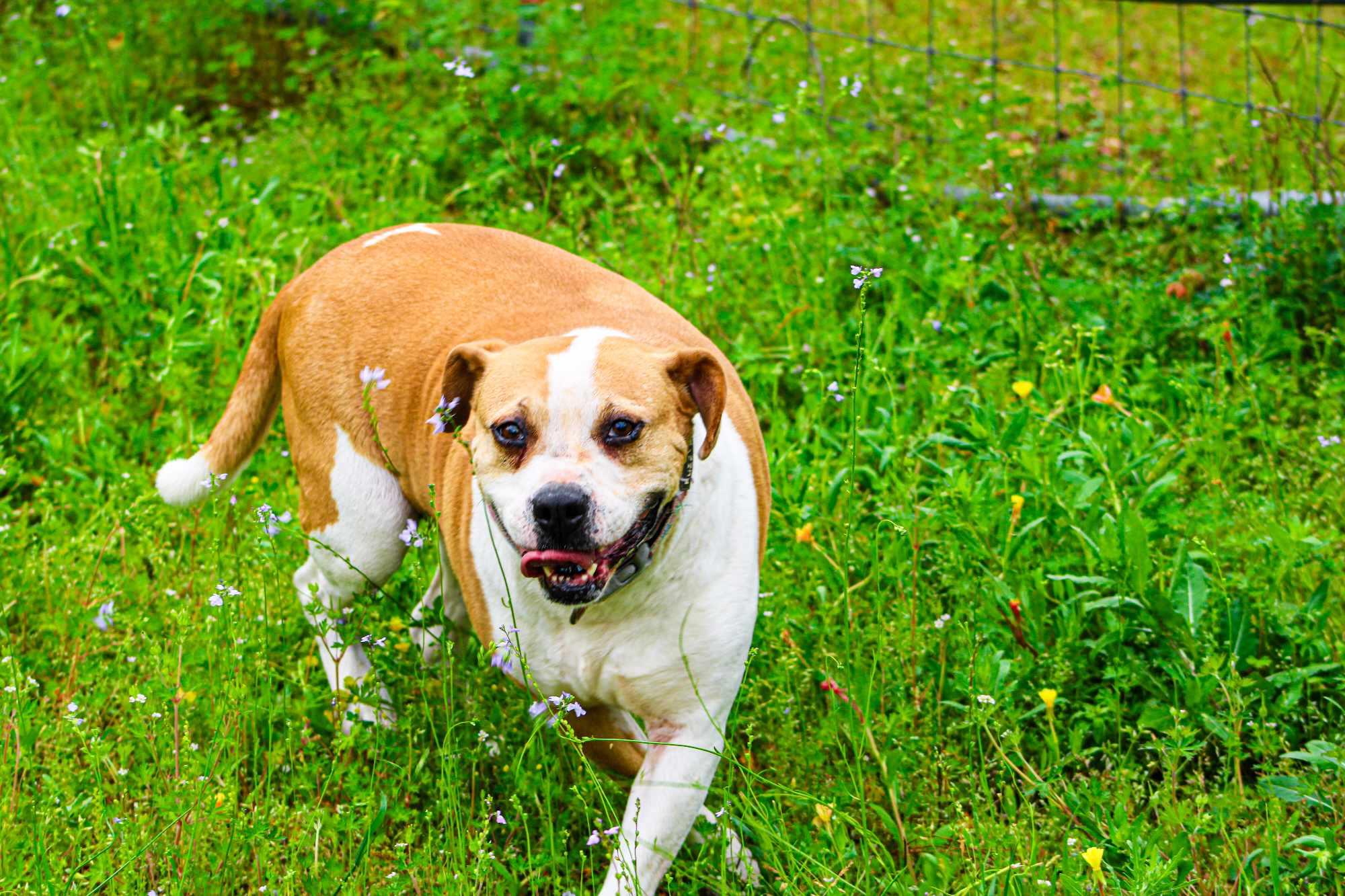 Cuddles, Adult Female Boxer