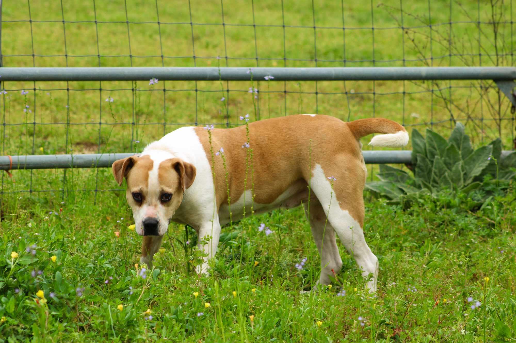 Cuddles, a Adoptable mixed breed in St. George, SC image 4/4