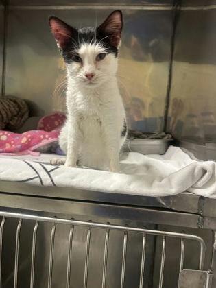 Enlarge Checkers, a Adoptable Domestic Short Hair in New York, NY image 1/5