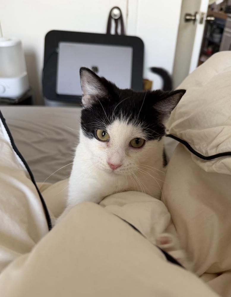 Enlarge Checkers, a Adoptable Domestic Short Hair in New York, NY image 3/5