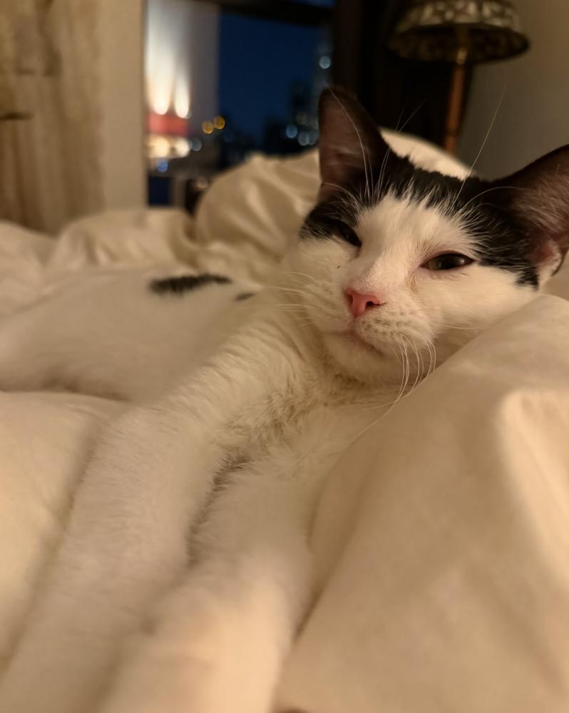 Enlarge Checkers, a Adoptable Domestic Short Hair in New York, NY image 4/5