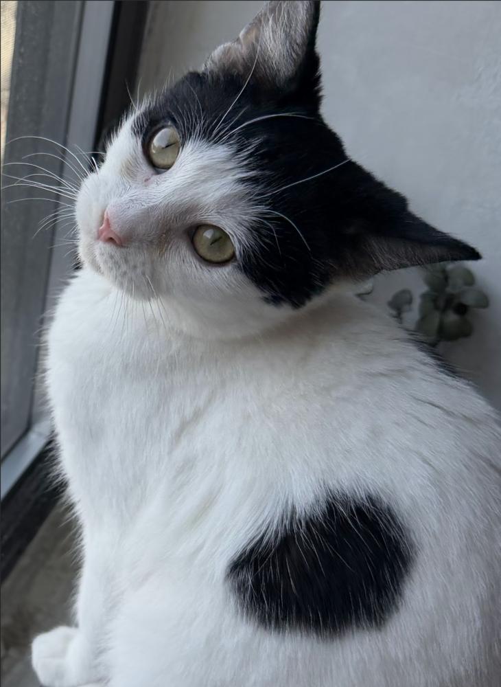 Enlarge Checkers, a Adoptable Domestic Short Hair in New York, NY image 5/5