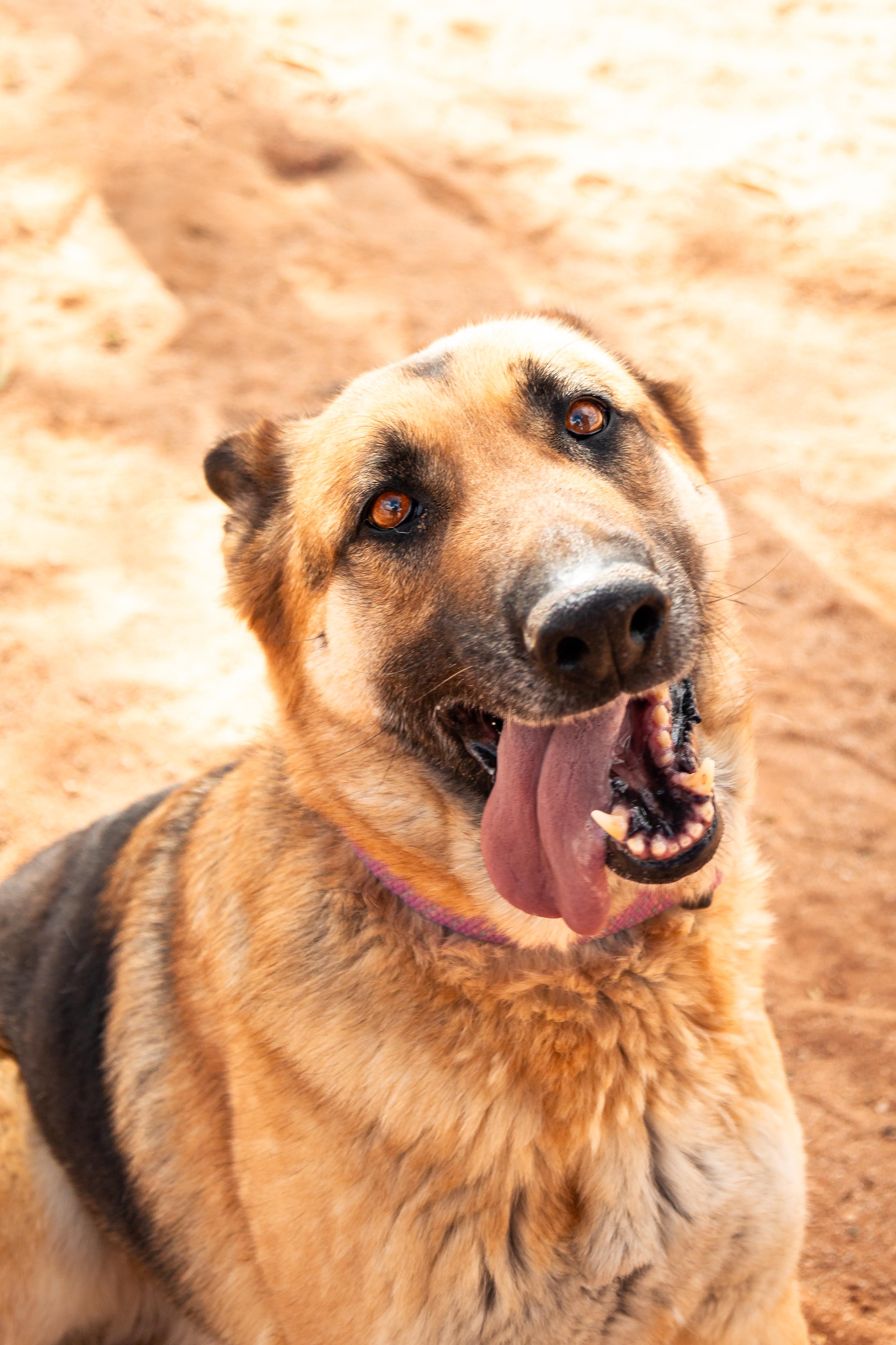 Freya, Adult Female German Shepherd Dog