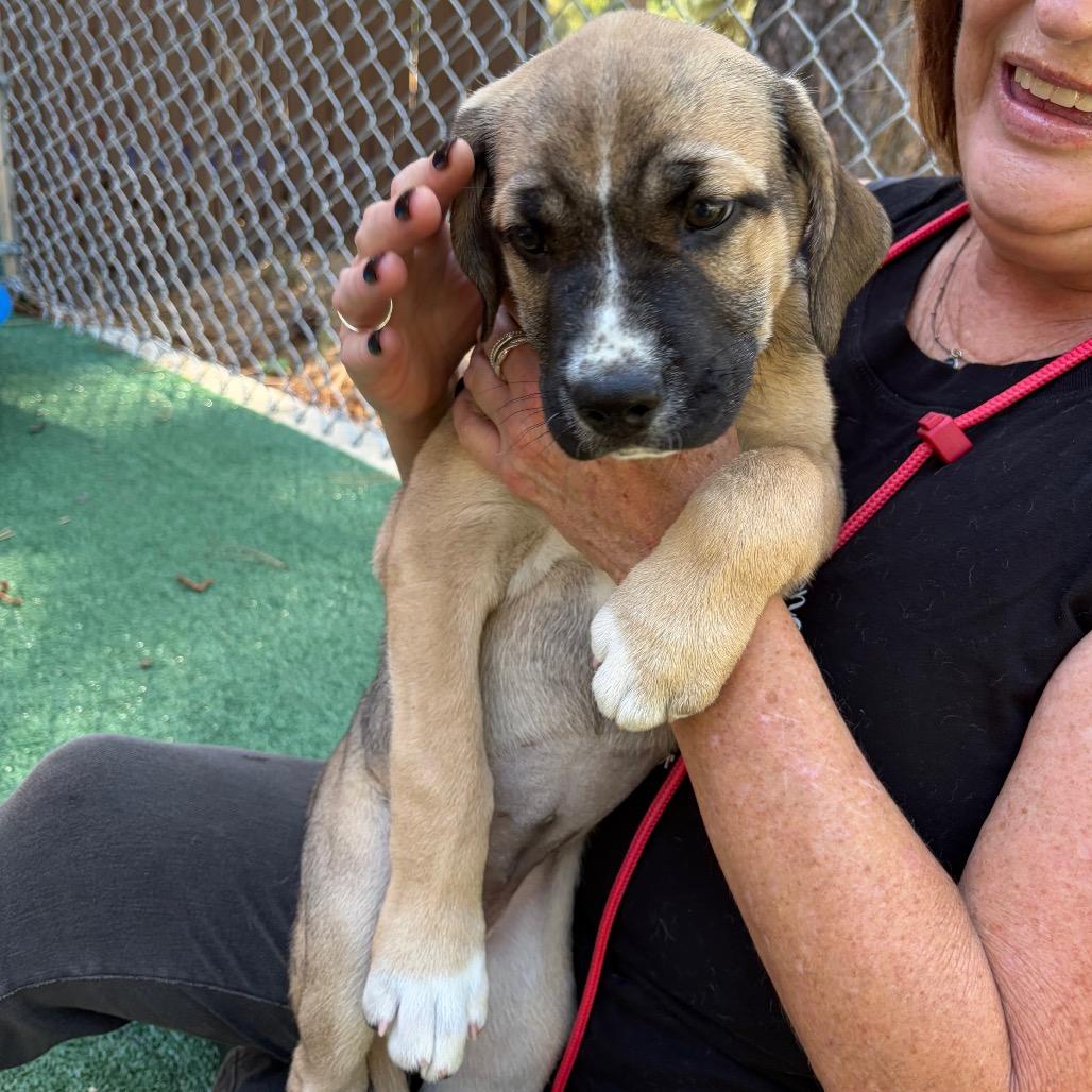 Enlarge Puppies- Brie, Feta, and Colby, a Adoptable mixed breed in Grass Valley, CA image 1/3