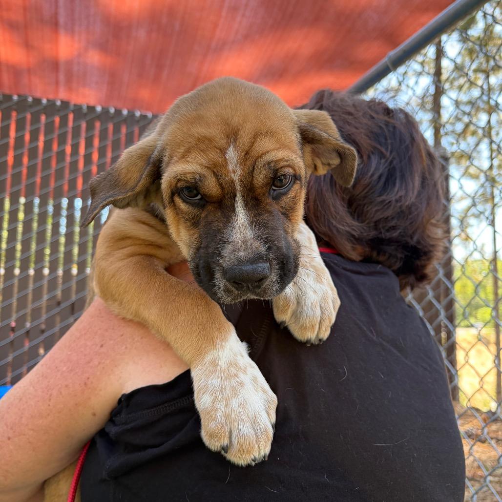 Enlarge Puppies- Brie, Feta, and Colby, a Adoptable mixed breed in Grass Valley, CA image 3/3