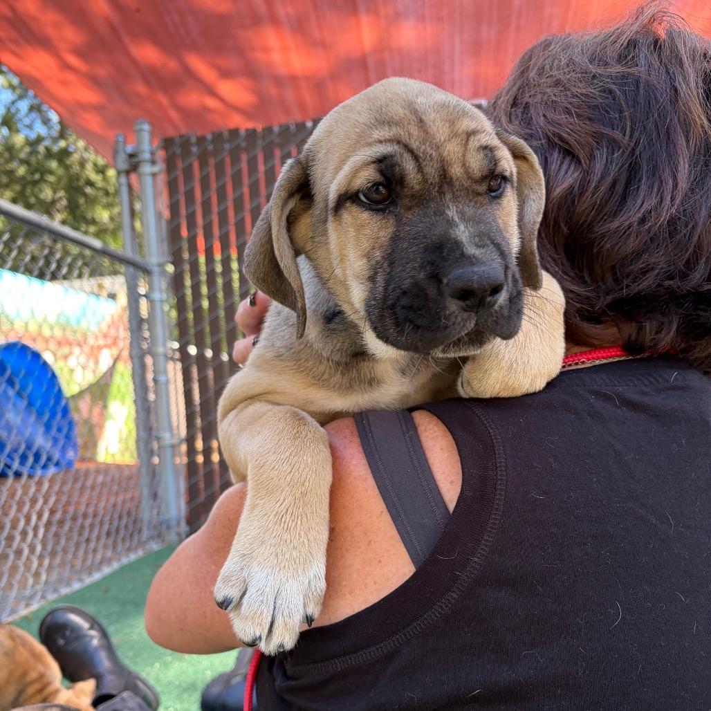 Enlarge Puppies- Brie, Feta, and Colby, a Adoptable mixed breed in Grass Valley, CA image 2/3