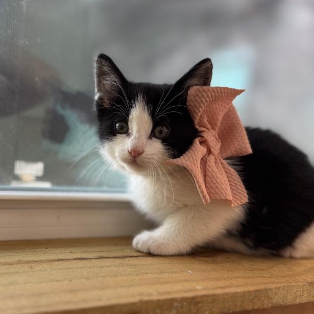 Oreo Cookie — thumbnail 3