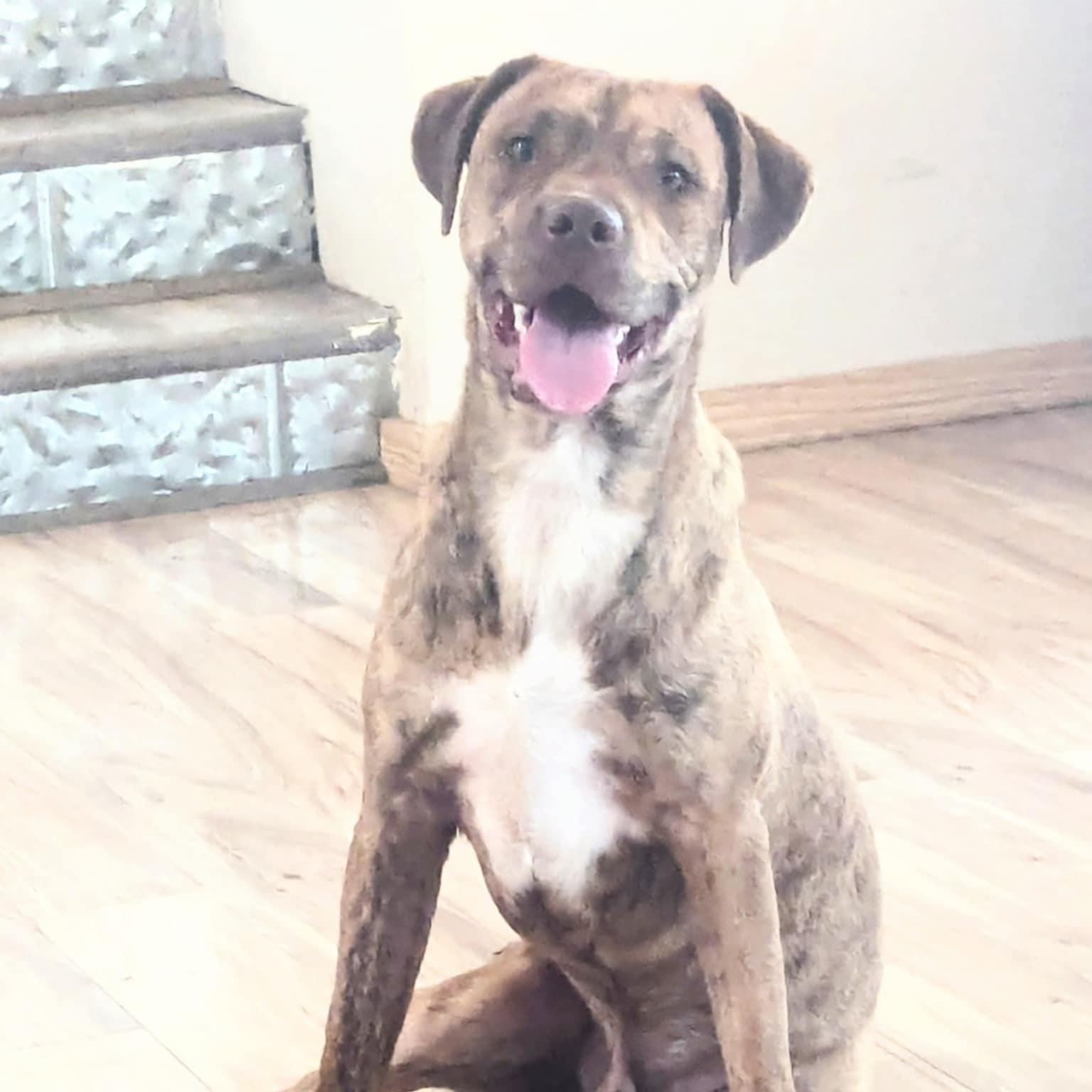 Gibbs, a Adoptable mixed breed in Brewton, AL image 5/5