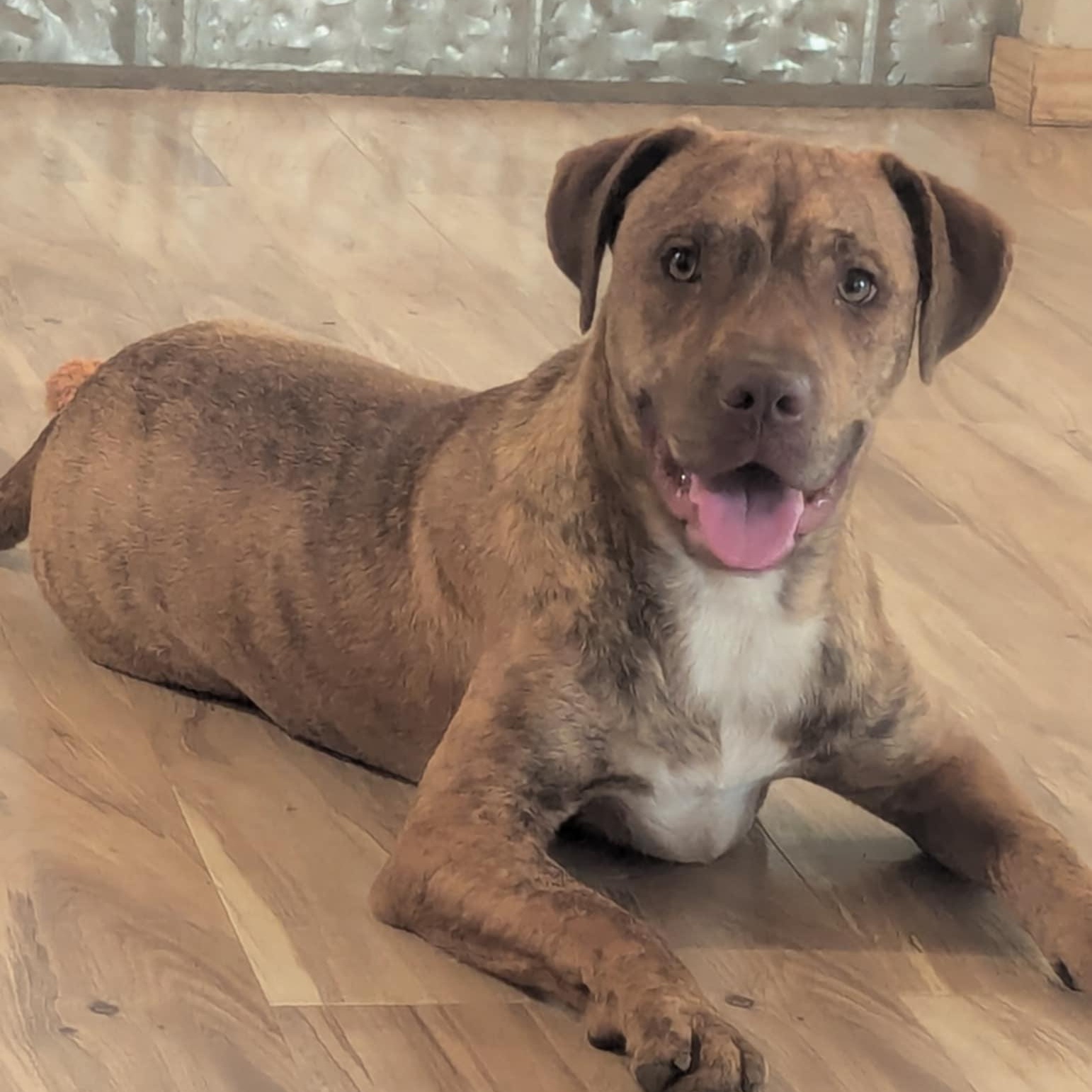 Gibbs, Adoptable, Young Male Mountain Cur.