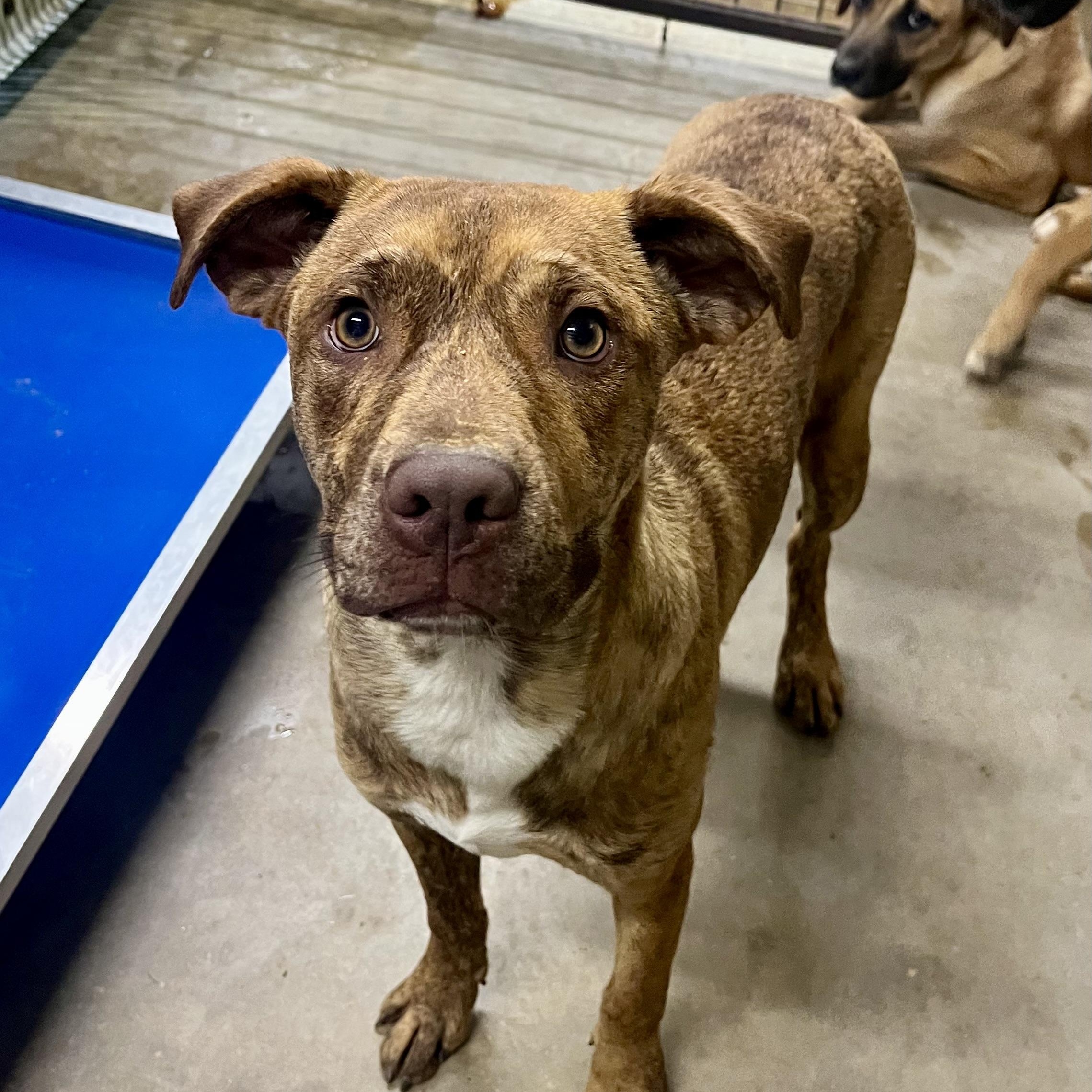 Gibbs, a Adoptable mixed breed in Brewton, AL image 2/5