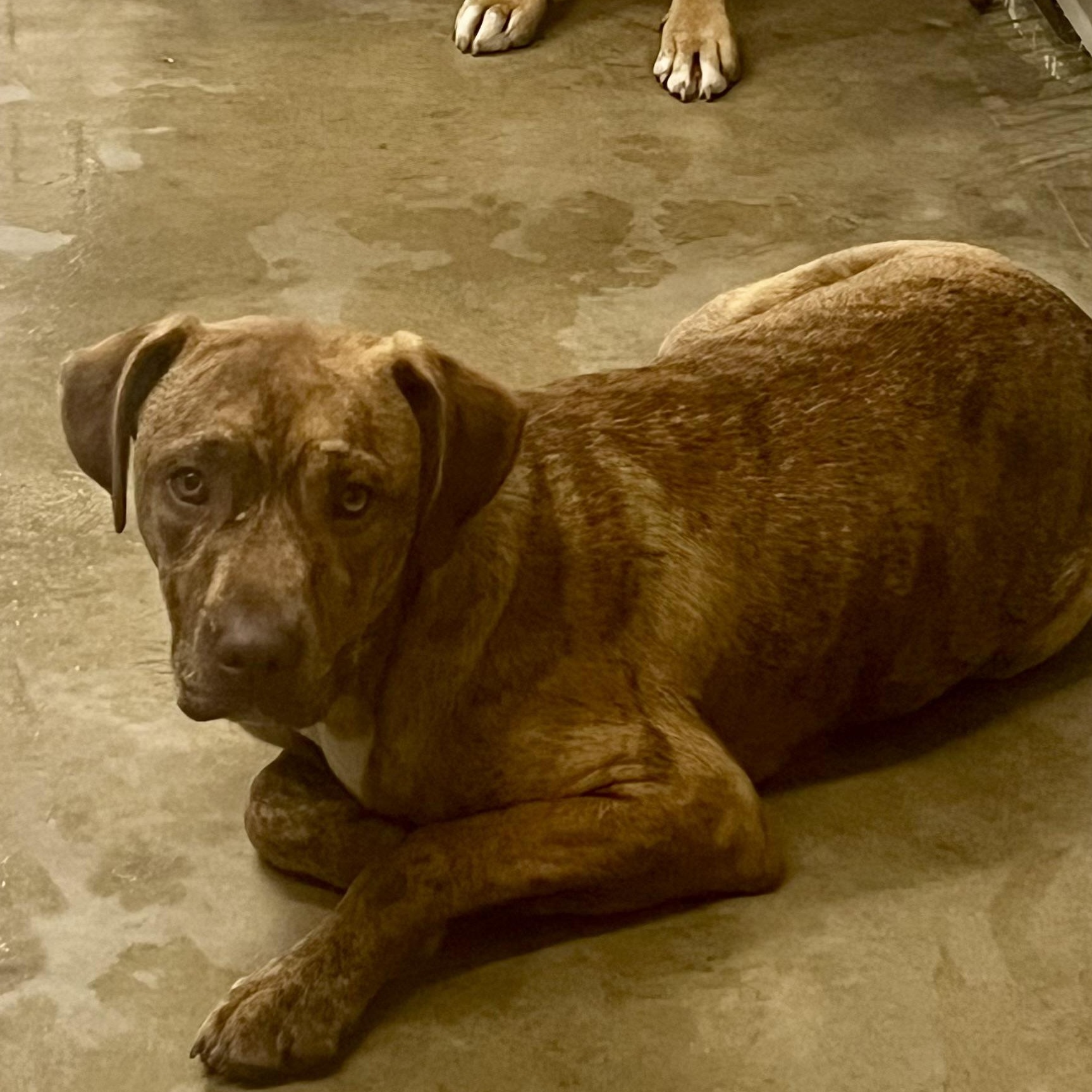 Gibbs, a Adoptable mixed breed in Brewton, AL image 3/5