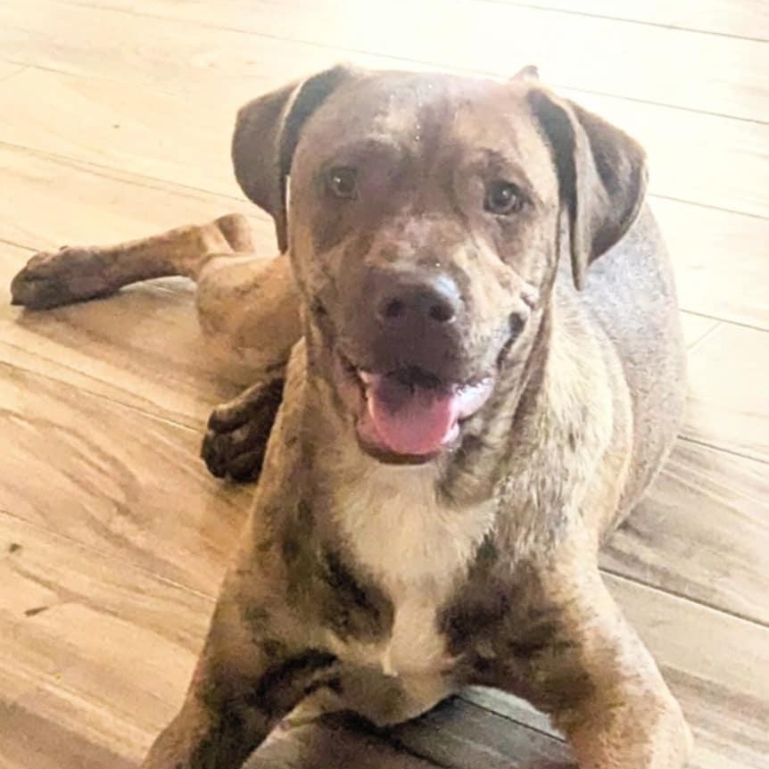 Gibbs, a Adoptable mixed breed in Brewton, AL image 4/5