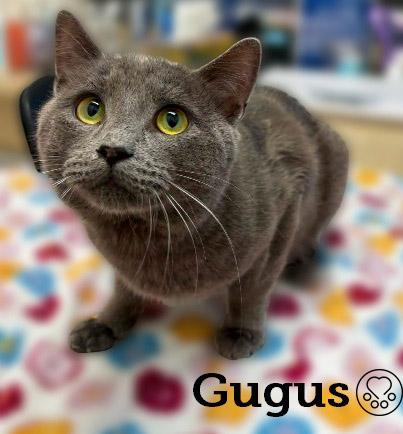 Gugus, ADOPTABLE, Adult Male Domestic Short Hair.