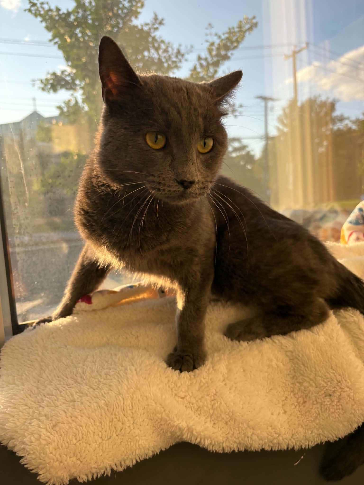 Gugus, a ADOPTABLE Domestic Short Hair in Anjou, QC image 2/2