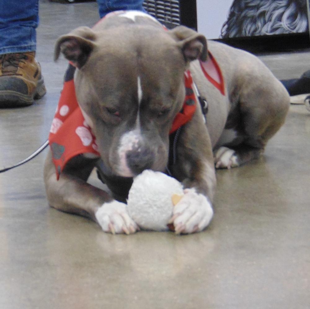 Tiny, Adoptable, Adult Female Pit Bull Terrier.