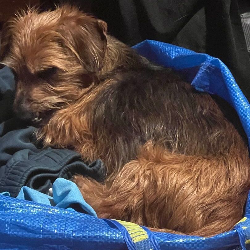 Wallace, Adopted, Adult Male Dachshund & Yorkshire Terrier.