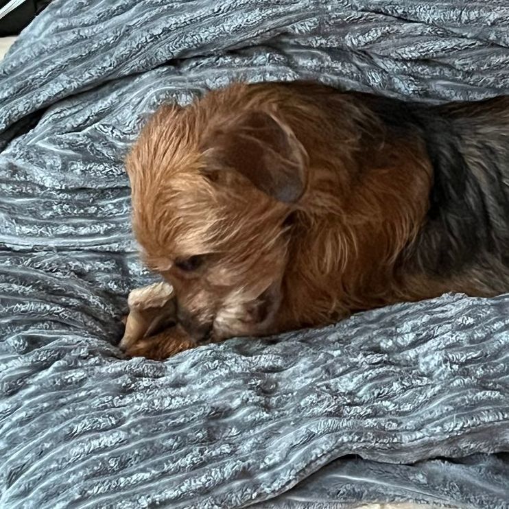 Wallace, a Adopted mixed breed in Columbus, OH image 3/6