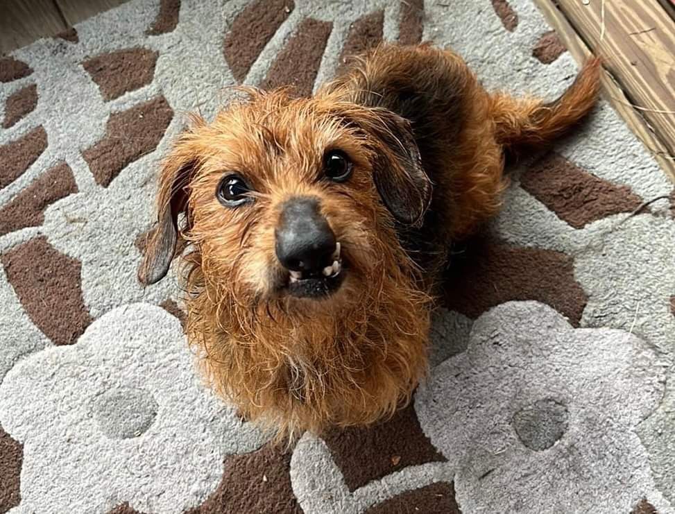 Wallace, a Adopted mixed breed in Columbus, OH image 4/6