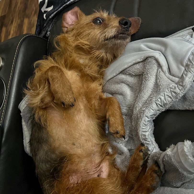 Wallace, a Adopted mixed breed in Columbus, OH image 5/6