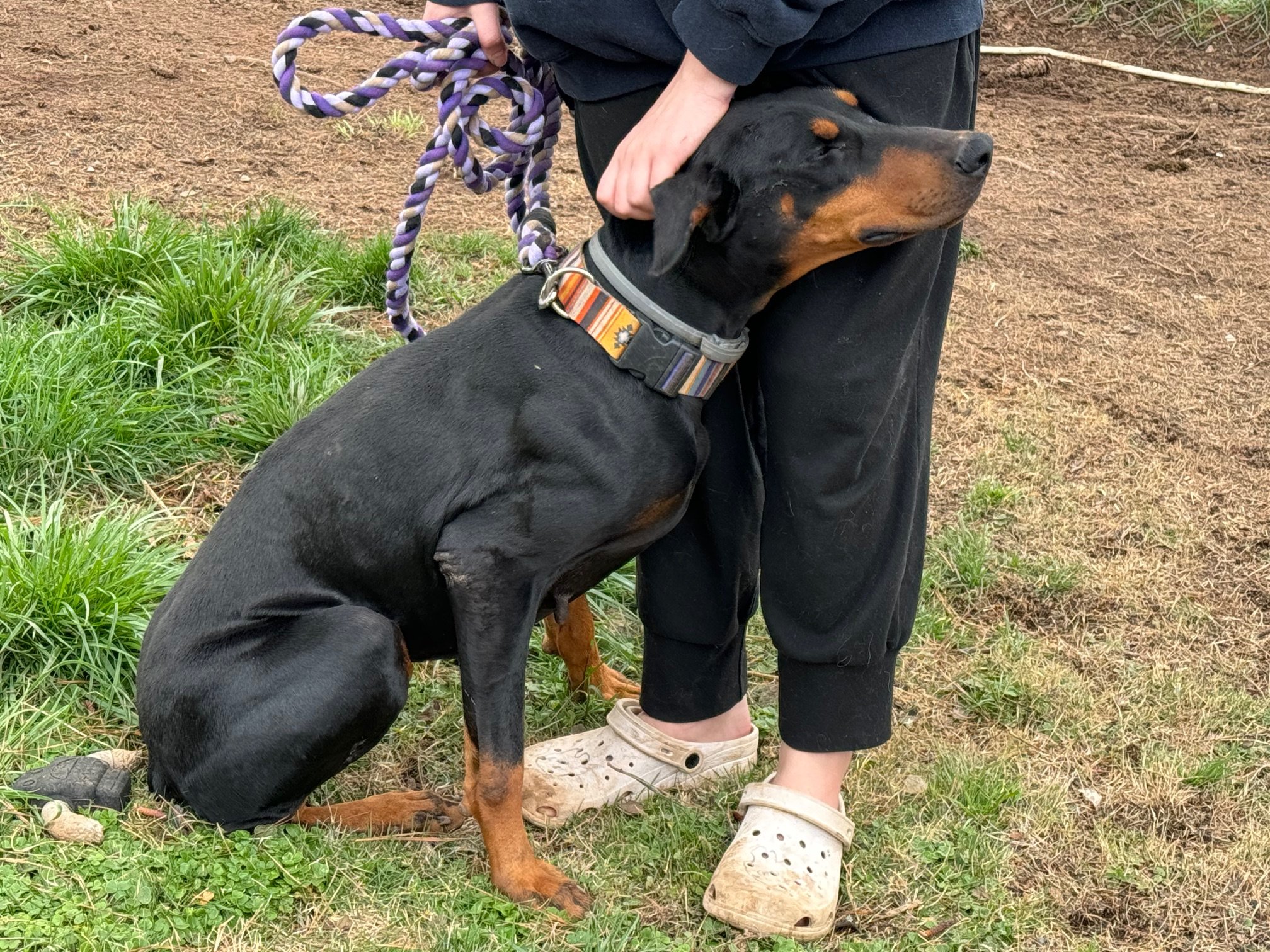 Lucy, a Adopted Doberman Pinscher in Matthews, NC image 1/3