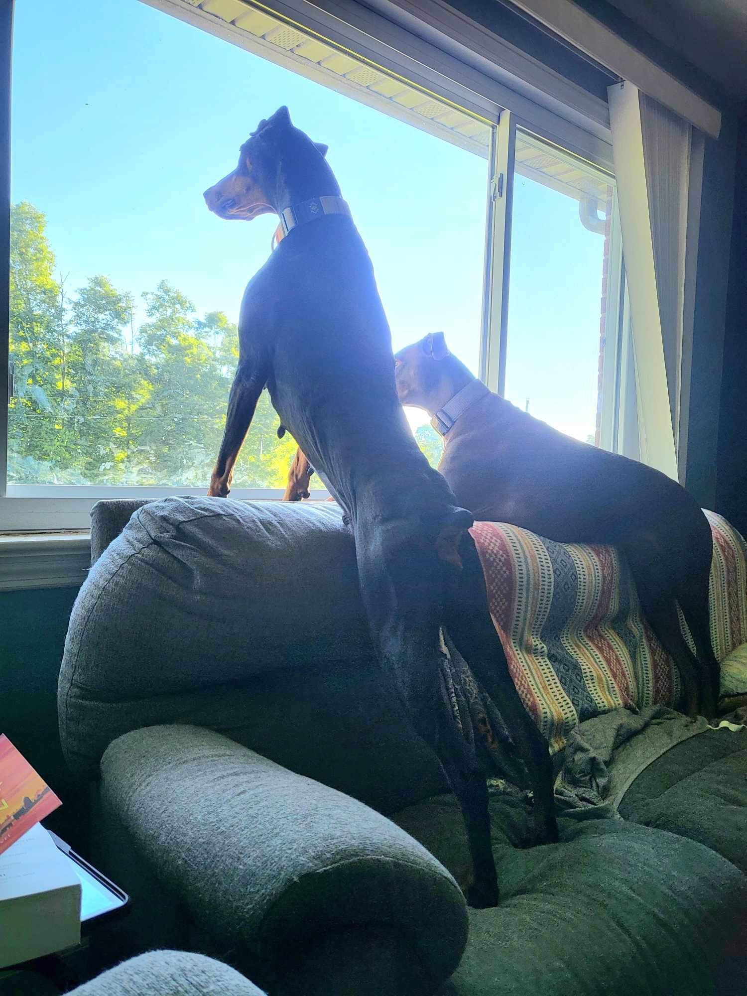 Lucy, a Adopted Doberman Pinscher in Matthews, NC image 2/3