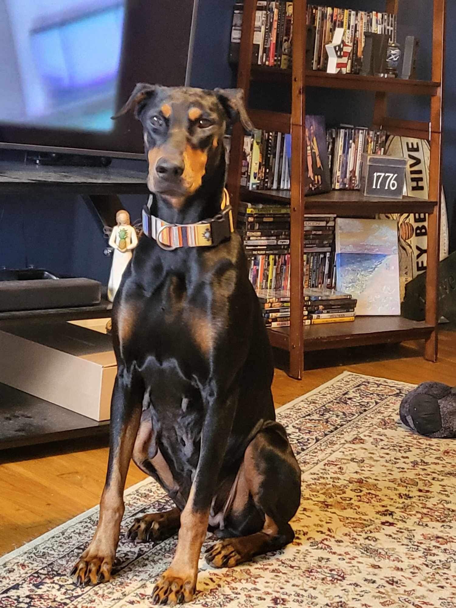 Lucy, a Adopted Doberman Pinscher in Matthews, NC image 3/3