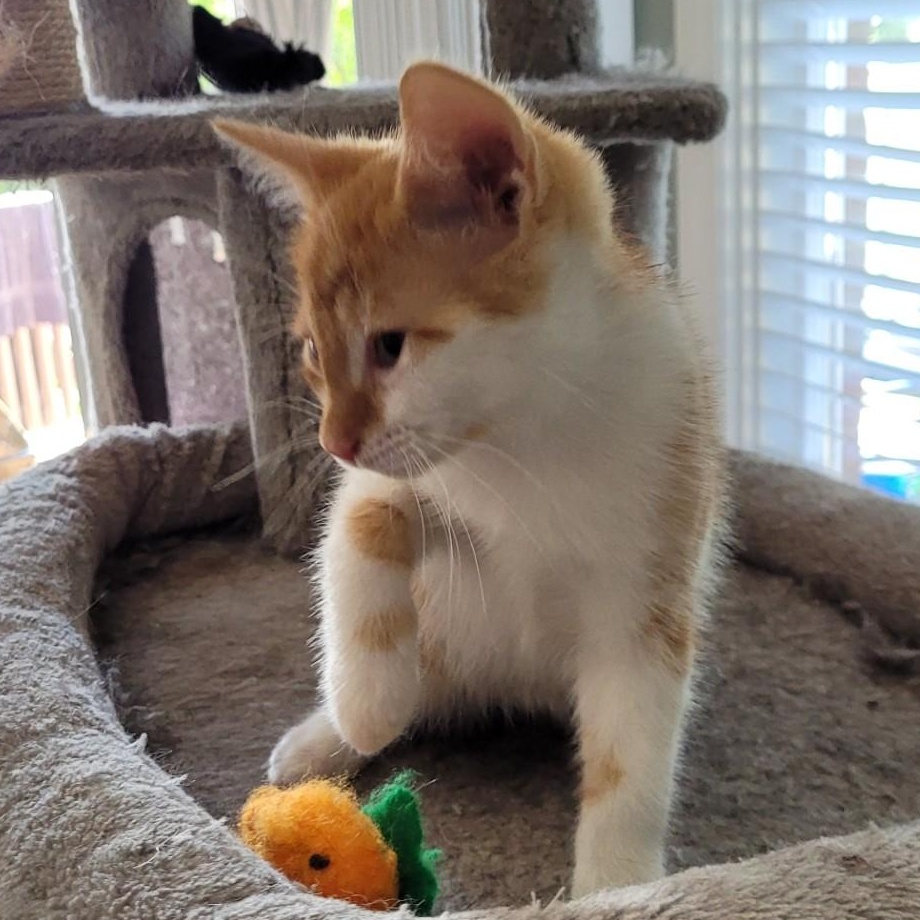 TUCKER, Adoptable, Kitten Male Domestic Short Hair.