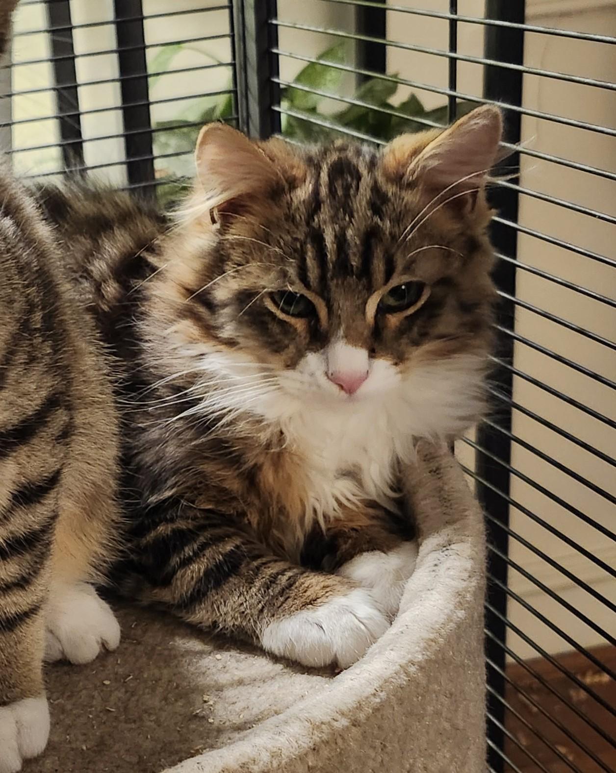 Rudy, adopted, Kitten Male Domestic Long Hair & Tabby.
